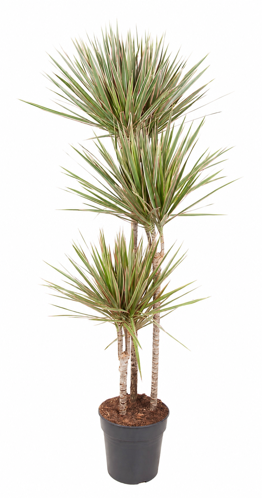 Drachenbaum Dracaena biocolor Zimmerpflanze
