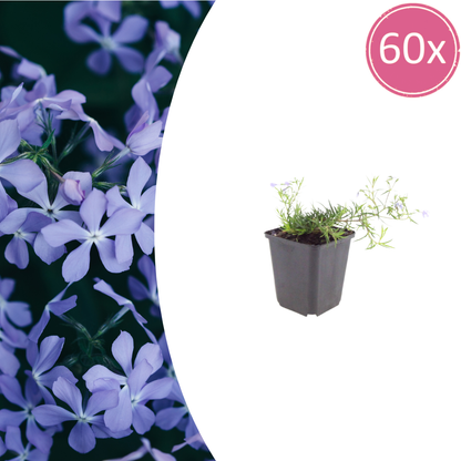 Phlox subulata Emerald Cushion Blue – 60 Pflanzen – Ø9cm – Höhe 10-25cm – Blauer Polsterphlox – Immergrüner Bodendecker für Steingarten & Beet - Oasis of Life