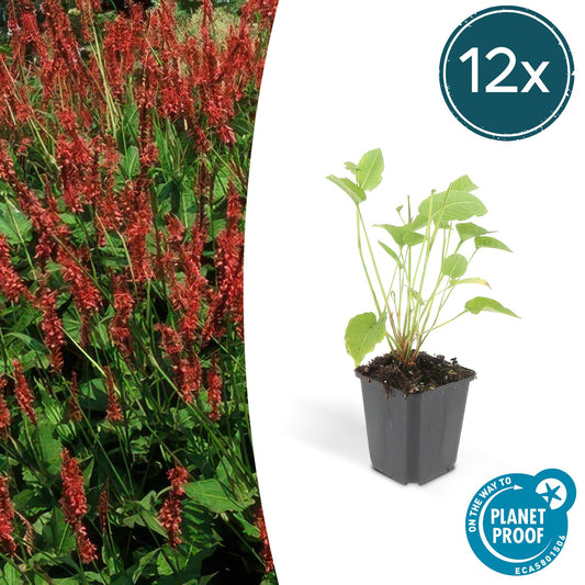 Kerzenknöterich Persicaria amplexicaulis – ↕10-25cm – Ø9cm – 12 Pflanzen – Rote Blüten – Sonnig & Halbschatten – Pflegeleichte Staude