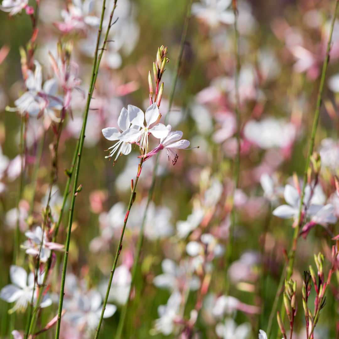 Gaura lindheimeri Whirling Butterflies – 24 Pflanzen – Ø9cm – Höhe 10-25cm – Prachtkerze – Reinweiße Blüten – Dauerblüher für Beet, Präriegarten & Kübel
