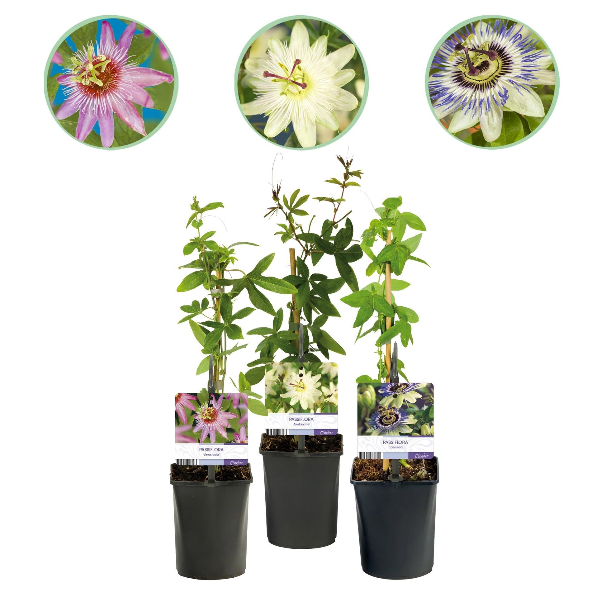Passionsblume Passiflora Tricolour – Blüte Rosa, Weiß & Lila – Wenig Pflege – 3 Pflanzen – 11cm Höhe 40cm – Ideal für Balkon, Garten & Pergolen 