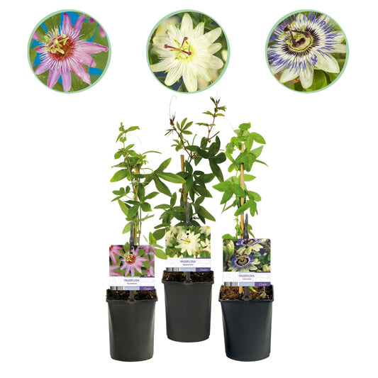 Passionsblume Passiflora Tricolour – Blüte Rosa, Weiß & Lila – Wenig Pflege – 3 Pflanzen – 11cm Höhe 40cm – Ideal für Balkon, Garten & Pergolen 