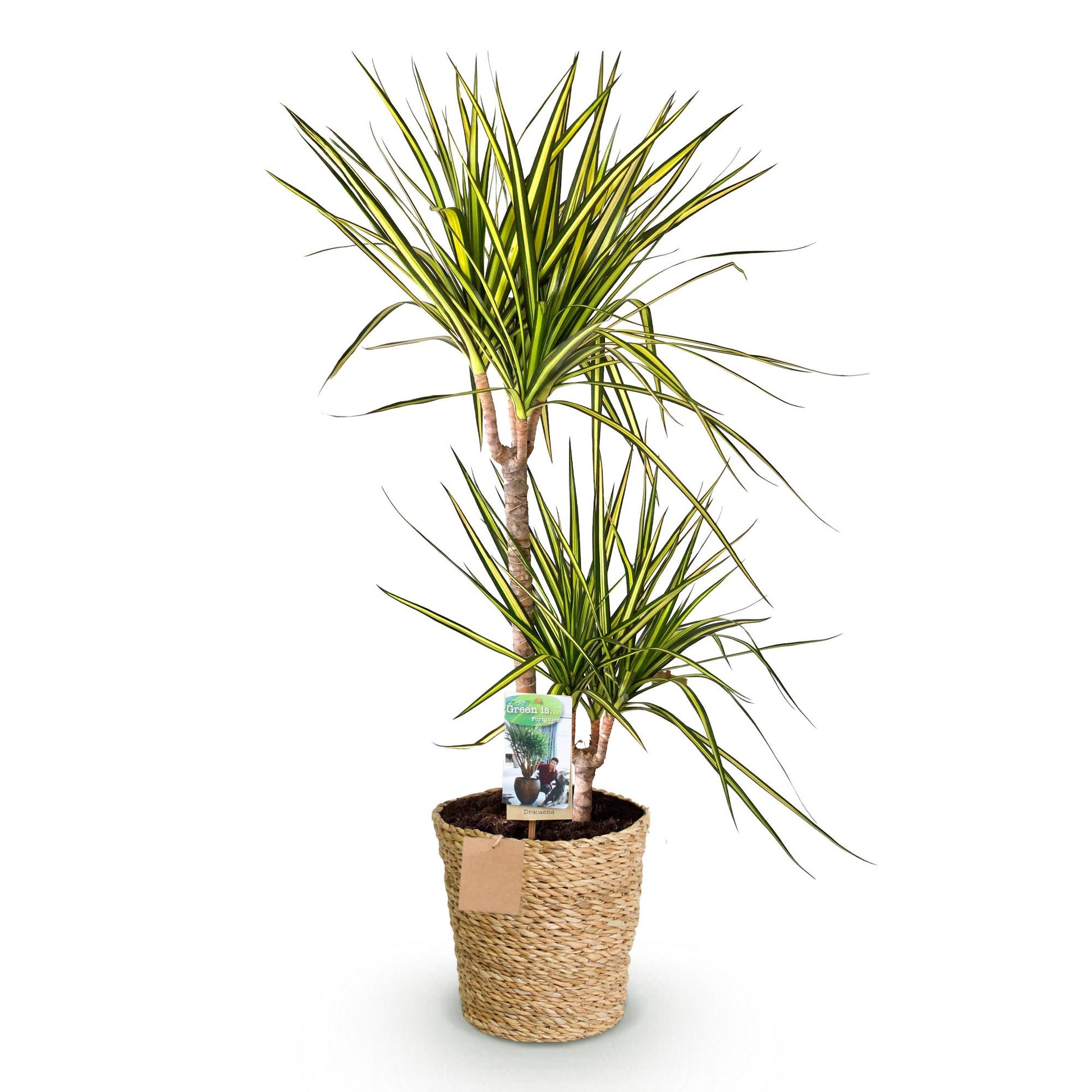 Green boutiQ - Zimmerpflanzen - Dracaena Sunray - Drachenbaum - Wenig Pflege - mit Korb - Grün - Gelb - 1 Pflanze - Topf 21cm - Höhe 90-100cm 