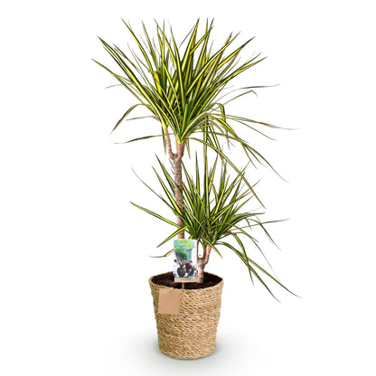 Green boutiQ - Zimmerpflanzen - Dracaena Sunray - Drachenbaum - Wenig Pflege - mit Korb - Grün - Gelb - 1 Pflanze - Topf 21cm - Höhe 90-100cm 
