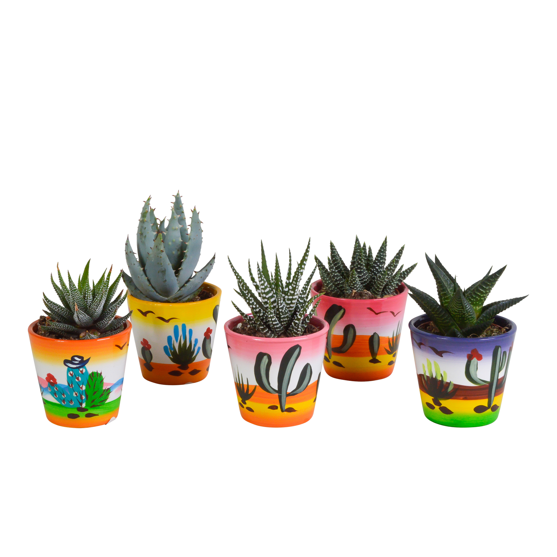 Gasteria/Haworthia-Mischung - 5 Sukkulenten – Ø5,5cm – Handbemalter mexikanischer Topf – Vielfältige Formen & Farben – Hochwertige Qualität vom Erzeuger 