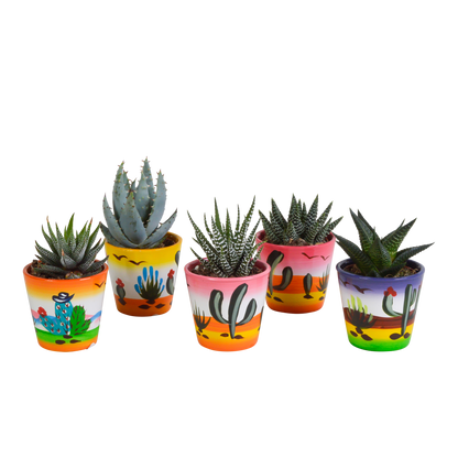 Gasteria/Haworthia-Mischung - 5 Sukkulenten – Ø5,5cm – Handbemalter mexikanischer Topf – Vielfältige Formen & Farben – Hochwertige Qualität vom Erzeuger 