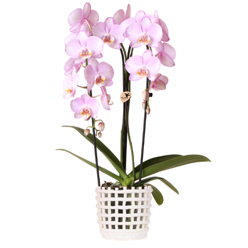 Kolibri Orchids | Rosa Niagara Falls Orchidee 12 cm mit Mesh White Übertopf – Frisch vom Züchter 