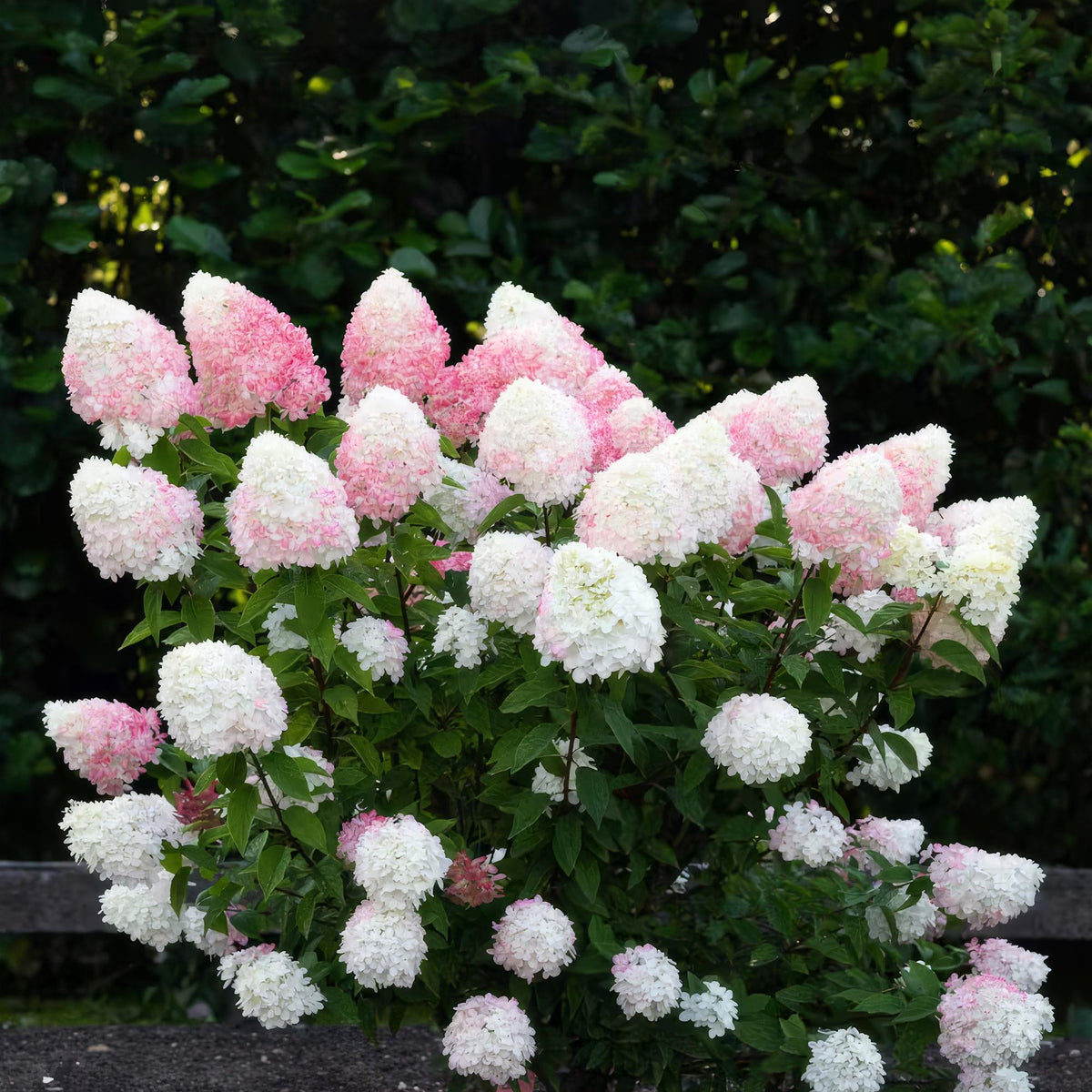 Green boutiQ - Gartenpflanze - Hydrangea panniculata Living Pink & Rose - Bauernhortensie - Winterhart - Rosa - 3 Pflanzen - Topf 12cm - Höhe 20-30cm 