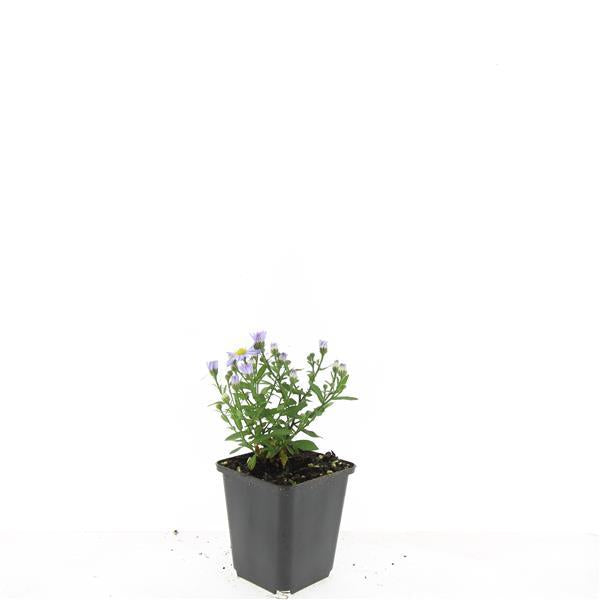Aster (D) 'Prof. Anton Kippenberg' – lila Herbstblüte – 24 Pflanzen – bienenfreundlich – pflegeleicht – Schnittblume – Ø9cm – ↕10–25cm 