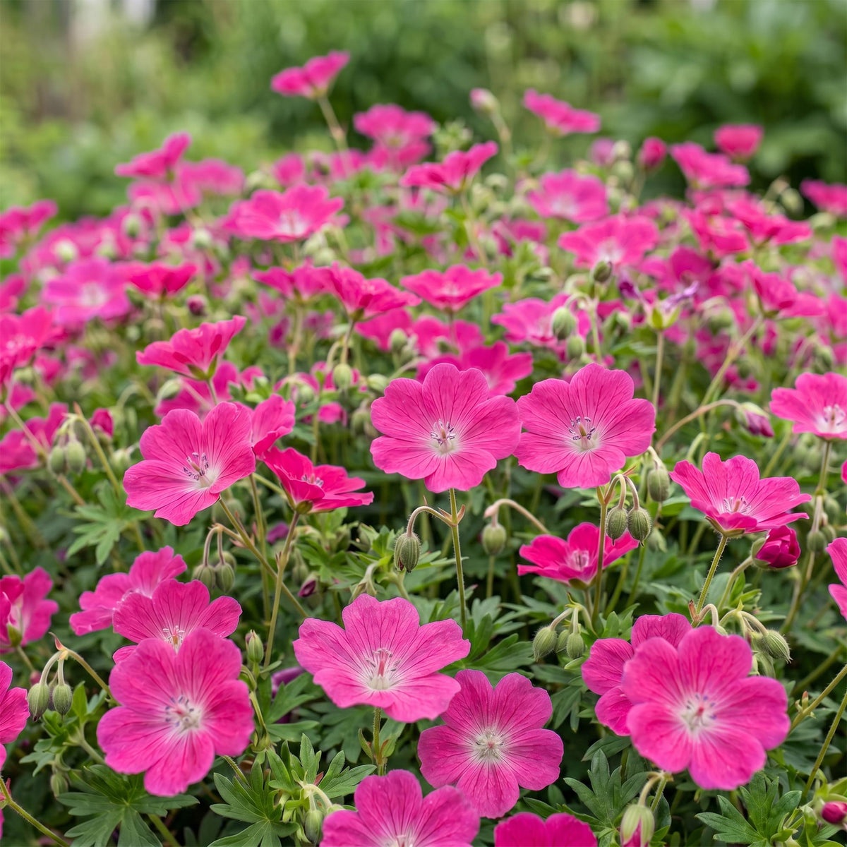 Storchschnabel 'Max Frei' – Geranium sanguineum 'Max Frei' – 3 Pflanzen – Topf Ø11cm – Bienenfreundliche Staude für Garten & Balkon