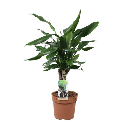 Drachenbaum - Dracaena Fagrans Steudneri Green - Zimmerpflanze - Ø17cm - ↕55cm