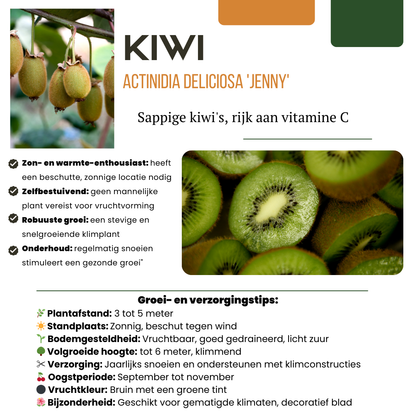 Bio Kiwi - Actinidia deliciosa - Ø13cm - ↨20cm - 3 Stück