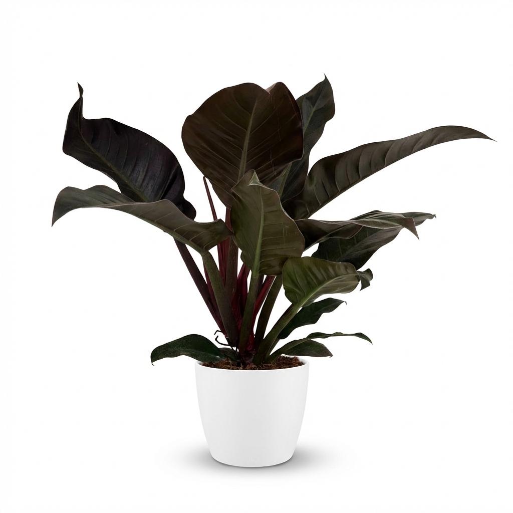 Philodendron Imperial Red Baumfreund 60cm – Zimmerpflanze mit roten Blättern im Übertopf Weiß Ø19cm – glänzendes Laub, kompakter Wuchs – pflegeleicht, luftverbessernd für Wohnung & Büro 