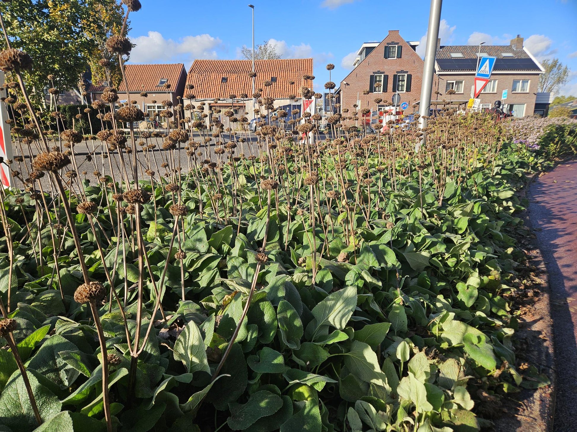 Russel-Brandkraut – Phlomis russeliana – 24 Pflanzen – Gelb blühende Staude – Sonnig bis halbschattig – Bienen- & Schmetterlingsfreundlich – Ø9cm – 10-25cm 