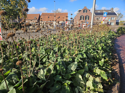 Russel-Brandkraut – Phlomis russeliana – 24 Pflanzen – Gelb blühende Staude – Sonnig bis halbschattig – Bienen- & Schmetterlingsfreundlich – Ø9cm – 10-25cm 