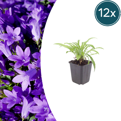 Pfirsichblättrige Glockenblume Campanula persicifolia ‘Coerulea’ – 12 Pflanzen – 10-25cm – Ø9cm – Blaue Staude für Sonne & Halbschatten – Gartenpflanze mit langer Blütezeit