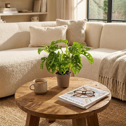 Monstera Adansonii Monkey Mask Ø12cm Höhe25–35cm – Tropische Zimmerpflanze mit gelochten Blättern – Pflegeleichte Kletter- & Hängepflanze für Wohnraum & Büro 