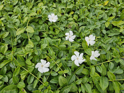 Kleines Immergrün - Vinca minor 'Gertrude Jekyll' - ↕10-25cm - Ø9cm - 12 Stück