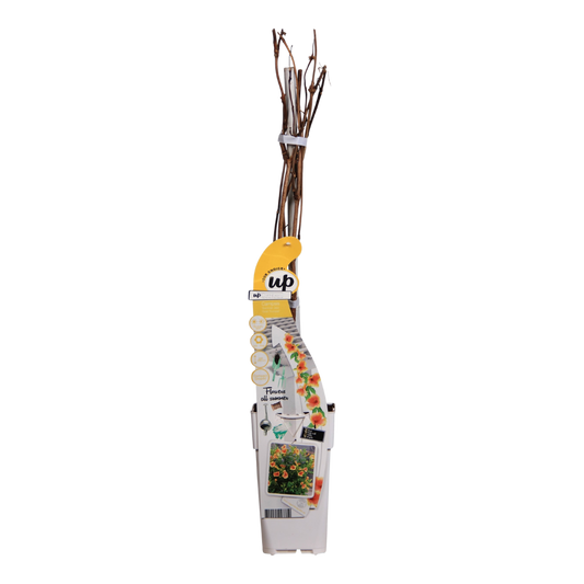 Trompetenblume Gelb - Campsis Summer Jazz 'Gold Trumpet' - Ø15cm - ↕65cm