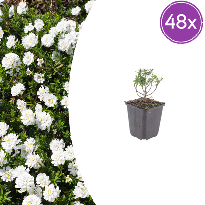 Iberis sempervirens Schneeflocke – 48 Pflanzen – Ø9cm – Höhe 10-25cm – Winterharte Bodendecker Staude – Weiße Frühlingsblüte – Immergrün für Beet & Steingarten