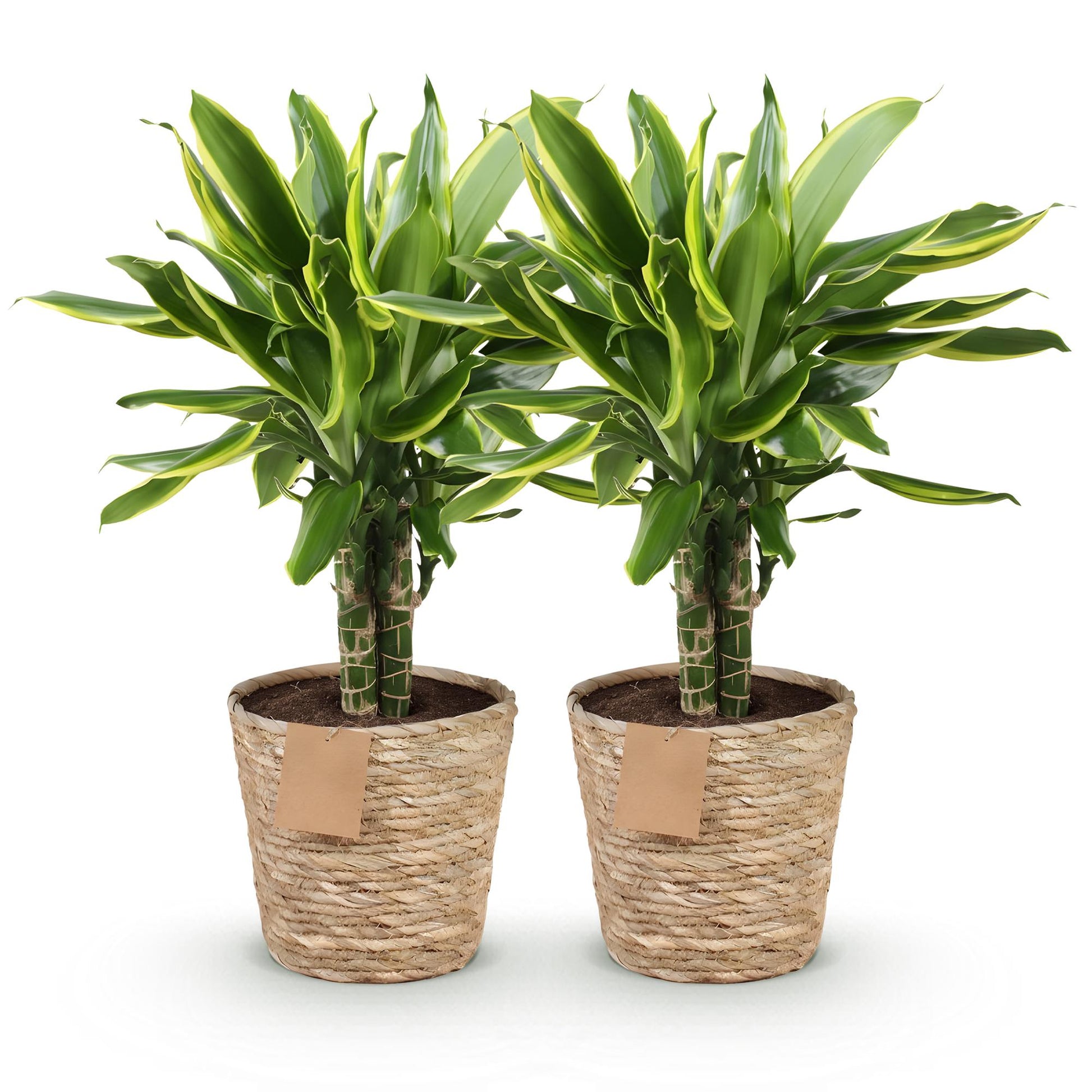 Green boutiQ - Zimmerpflanzen - Dracaena fragrans Golden Coast - Drachenbaum - Wenig Pflege - mit Korb - Bunt - 2 Pflanzen - Topf 17cm - Höhe 50-55cm 