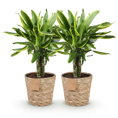 Green boutiQ - Zimmerpflanzen - Dracaena fragrans Golden Coast - Drachenbaum - Wenig Pflege - mit Korb - Bunt - 2 Pflanzen - Topf 17cm - Höhe 50-55cm 