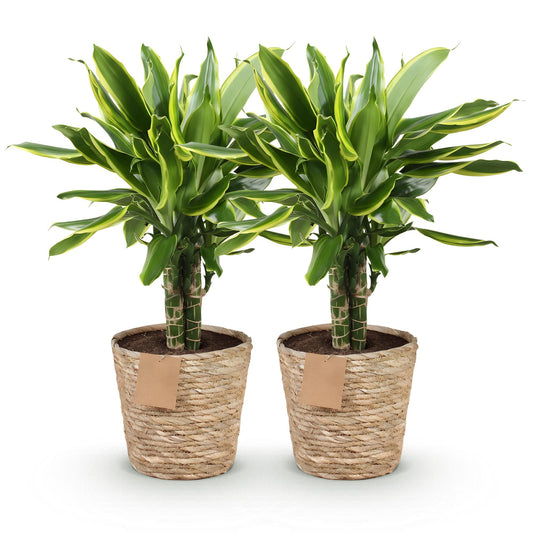 Green boutiQ - Zimmerpflanzen - Dracaena fragrans Golden Coast - Drachenbaum - Wenig Pflege - mit Korb - Bunt - 2 Pflanzen - Topf 17cm - Höhe 50-55cm 