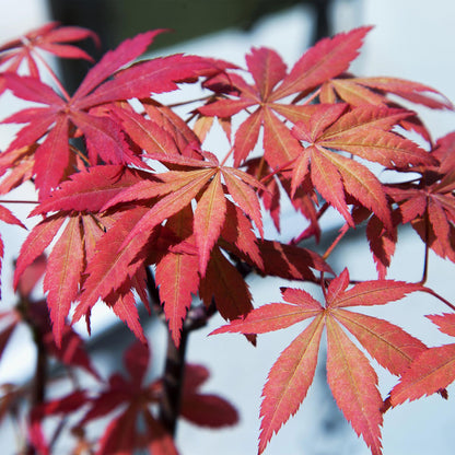 Japanischer Ahorn – Acer palmatum 'Sumi-nagashi' – 2 Pflanzen – je ca. 70 cm hoch – Topf Ø19 cm – tiefviolettes Laub mit Glanz – Balkon- & Gartenpflanze 
