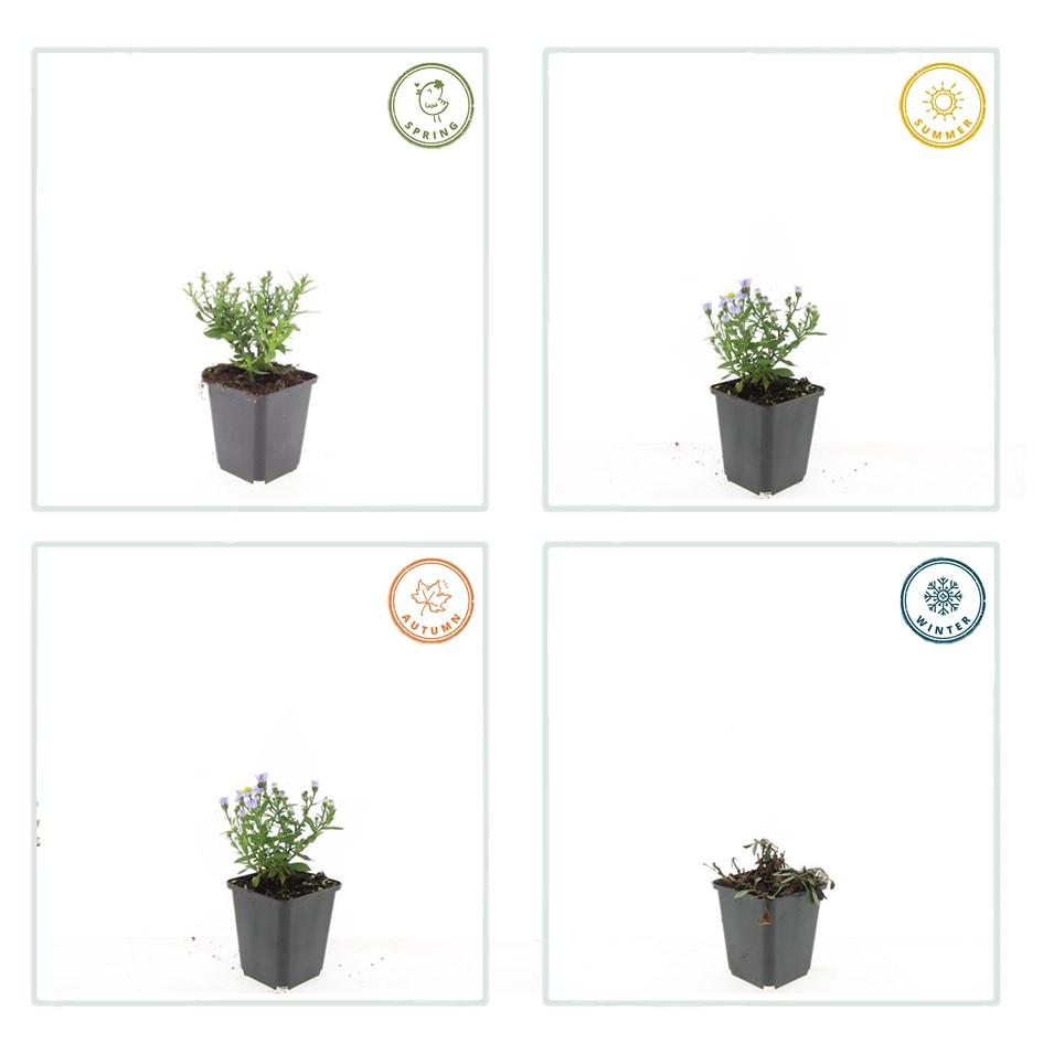 Aster (D) 'Prof. Anton Kippenberg' – Herbstaster – 48 Pflanzen – violette Blüten – Ø9cm – ↕10–25cm – schmetterlingsfreundlich – pflegeleicht – lange Blütezeit 