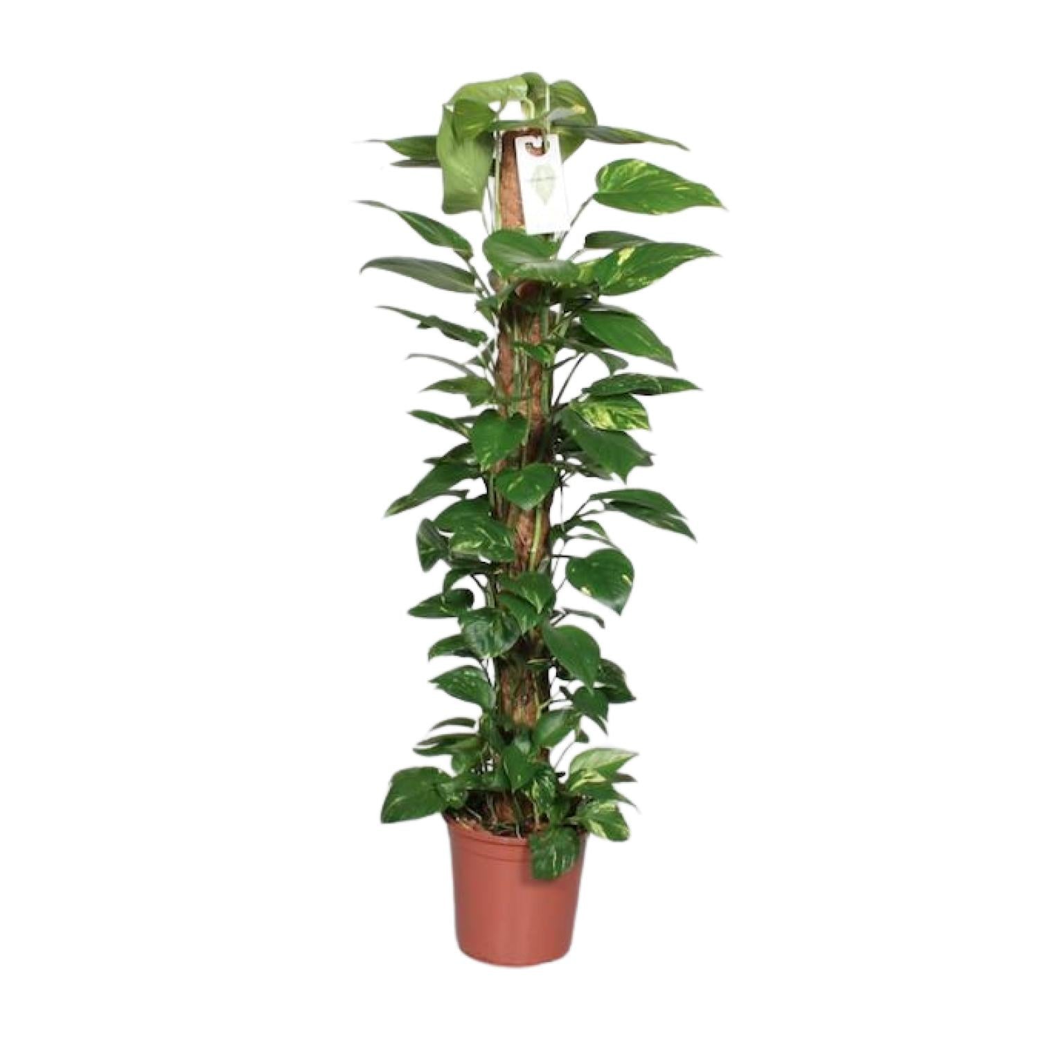 Epipremnum Pinnatum Mosstok 120cm Scindapsus - Ø24cm - ↕120cm 