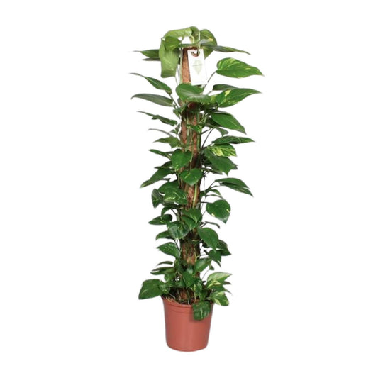 Epipremnum Pinnatum Mosstok 120cm Scindapsus - Ø24cm - ↕120cm 