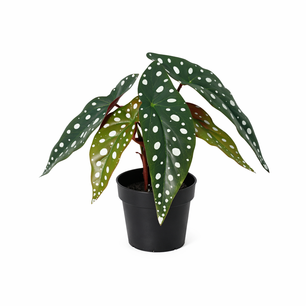 ARTIFICIAL Begonia maculata - 24cm 