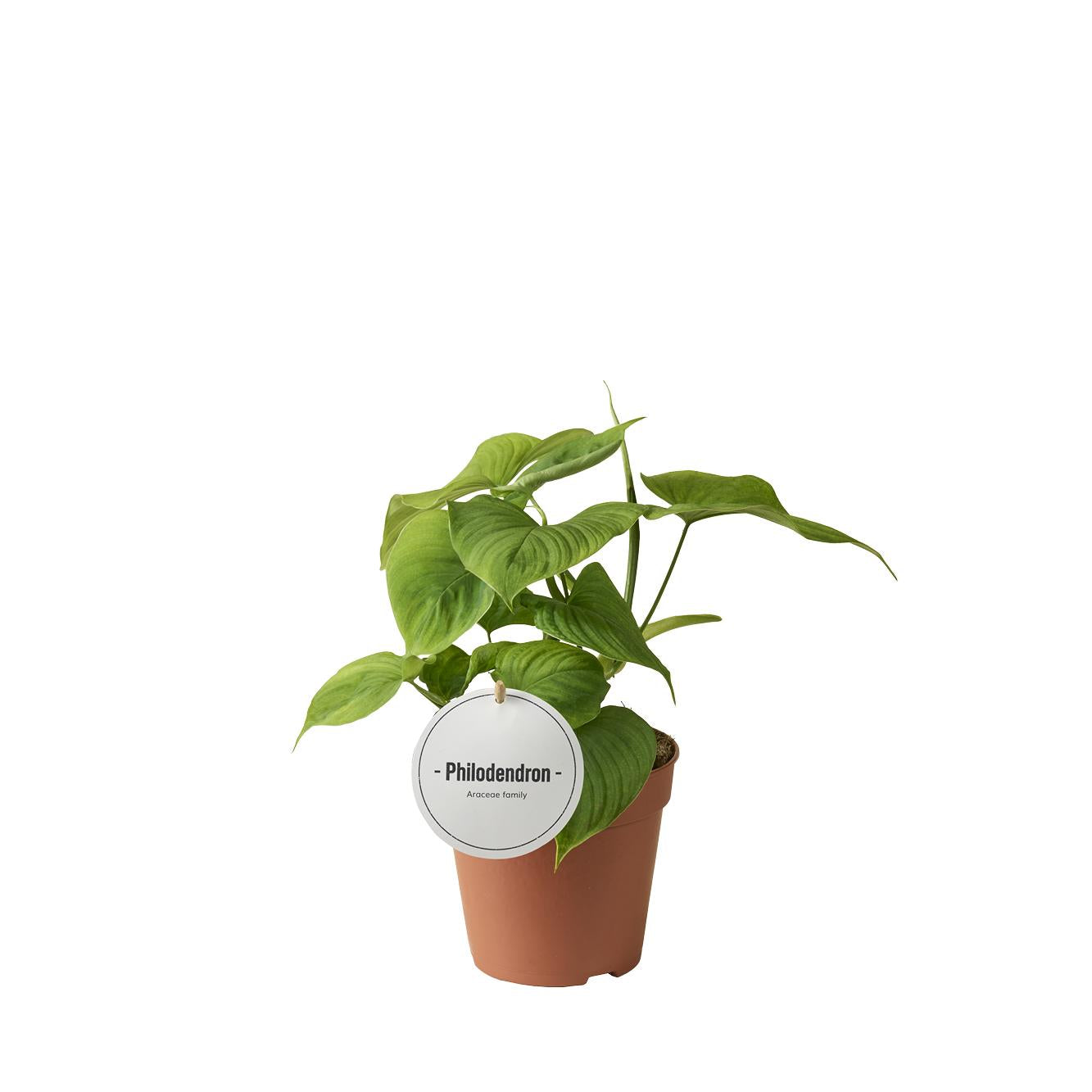 Philodendron Peru - Ø12cm - ↕30cm 