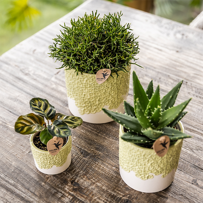 Kolibri Home | Bloom sierpot - Green - Ø12cm 