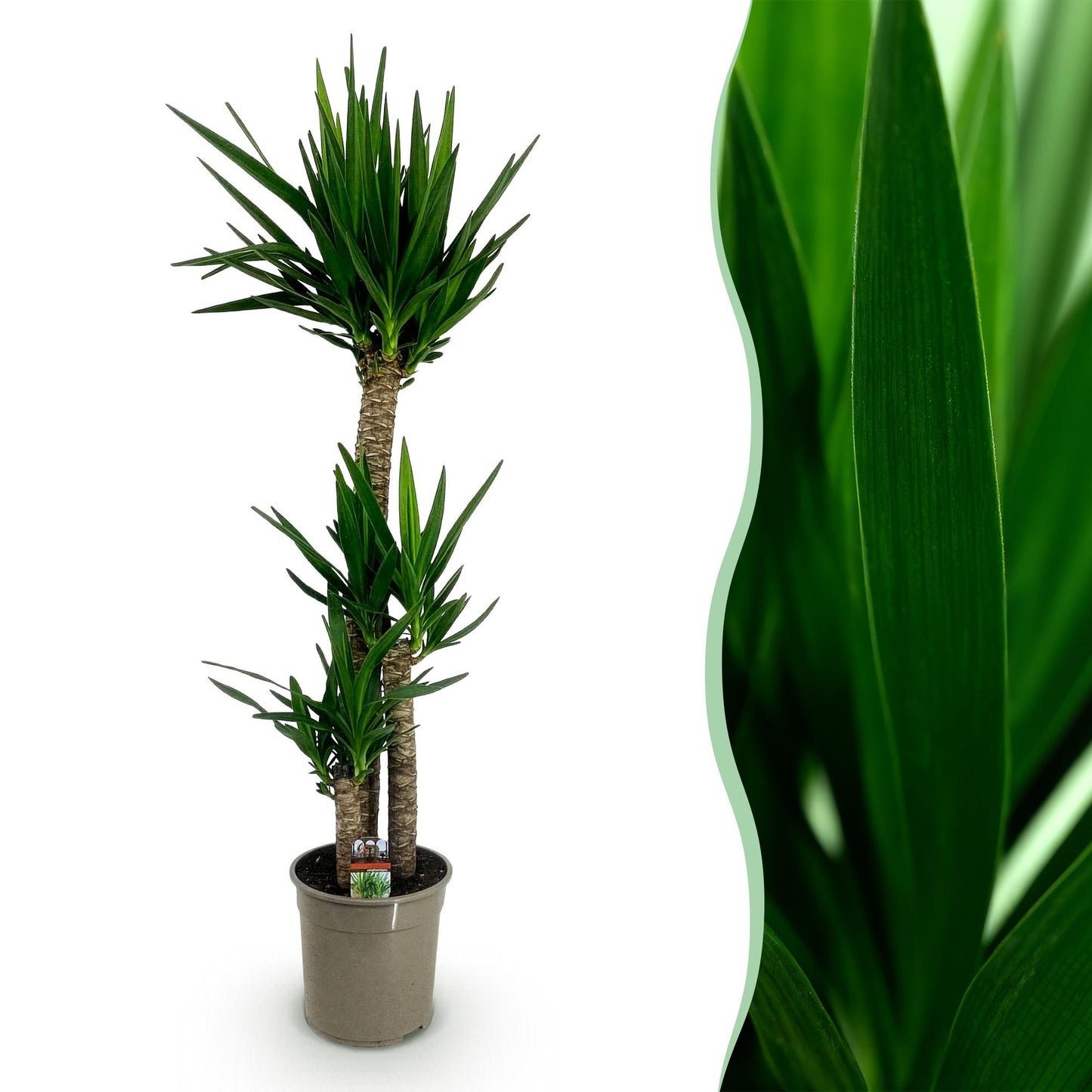 Palmlilie Yucca Elephantipes – 140cm – 24cm – Pflegeleichte Palmlilie mit schmalen, grünen Blättern – Robuste Zimmerpflanze für helle & halbschattige Wohnbereiche 