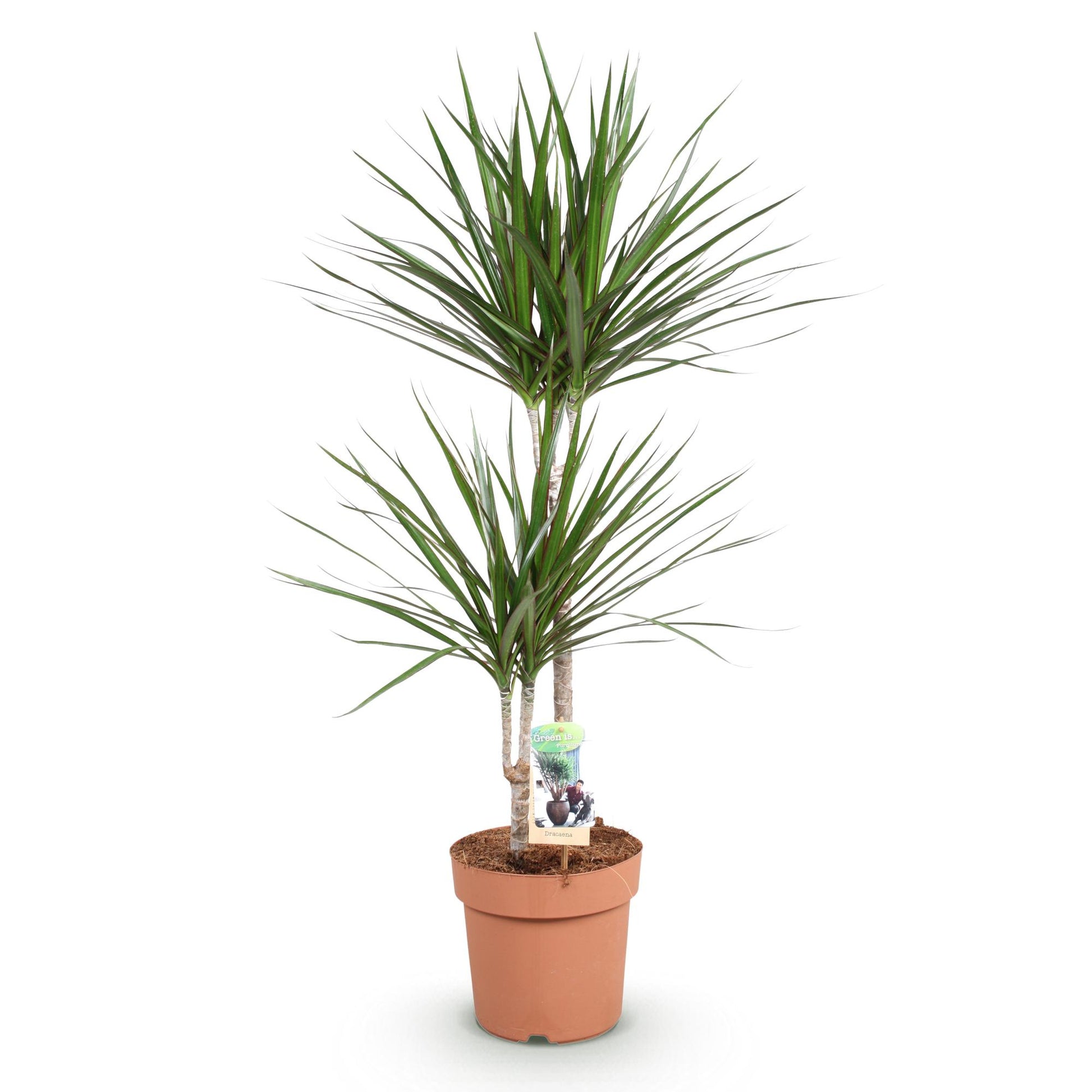 Green boutiQ - Zimmerpflanzen - Dracaena Marginata - Drachenbaum - Wenig Pflege - Grün - 1 Pflanze - Topf 21cm - Höhe 90-100cm 