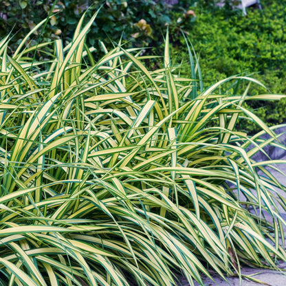Ziergras Carex oshimensis 'Evergold' – Immergrün – 4 Pflanzen – Topf Ø17 cm – Höhe 50 cm – Gelb-grün gestreiftes Laub – Pflegeleicht – Für Sonne & Schatten – Ideal für Beet, Balkon & Kübel 