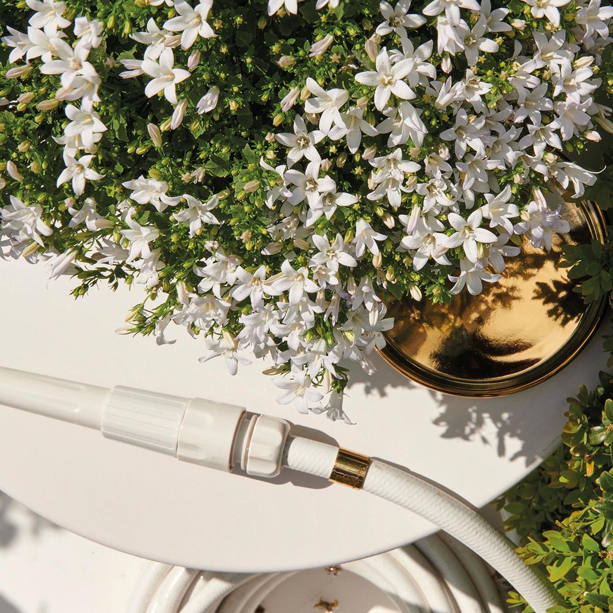 Campanula Addenda - Glockenblume weiß Topfgröße 12cm - 2m2 Bodendecker - 12 Pflanzen - Ambella Weiß - Winterhart 
