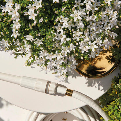 Campanula Addenda - Glockenblume weiß Topfgröße 12cm - 2m2 Bodendecker - 12 Pflanzen - Ambella Weiß - Winterhart 