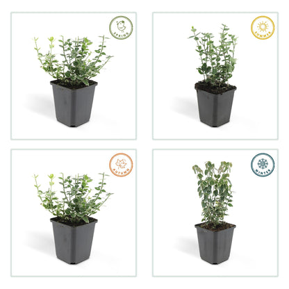 Euonymus fort. 'Emerald Gaiety' – Winterharter Bodendecker mit silberbunten Blättern – 48 Pflanzen –↕10–25cm – Ø9cm – Pflegeleicht & vielseitig – Für Hecken, Beete & Solitärpflanzung 