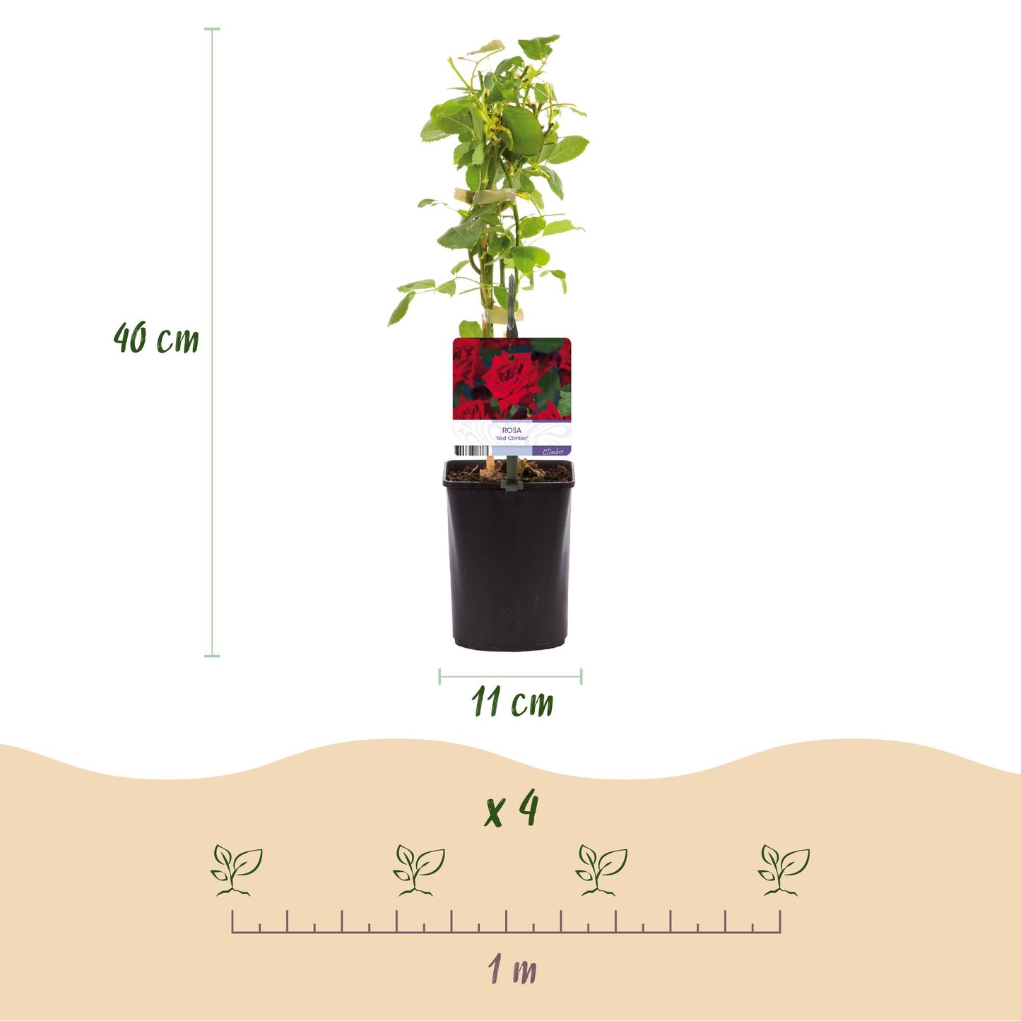 Kletterrose - Rosa Red Climber - Rot - Wenig Pflege - 2 Pflanzen - Topf 11cm Höhe 40cm
