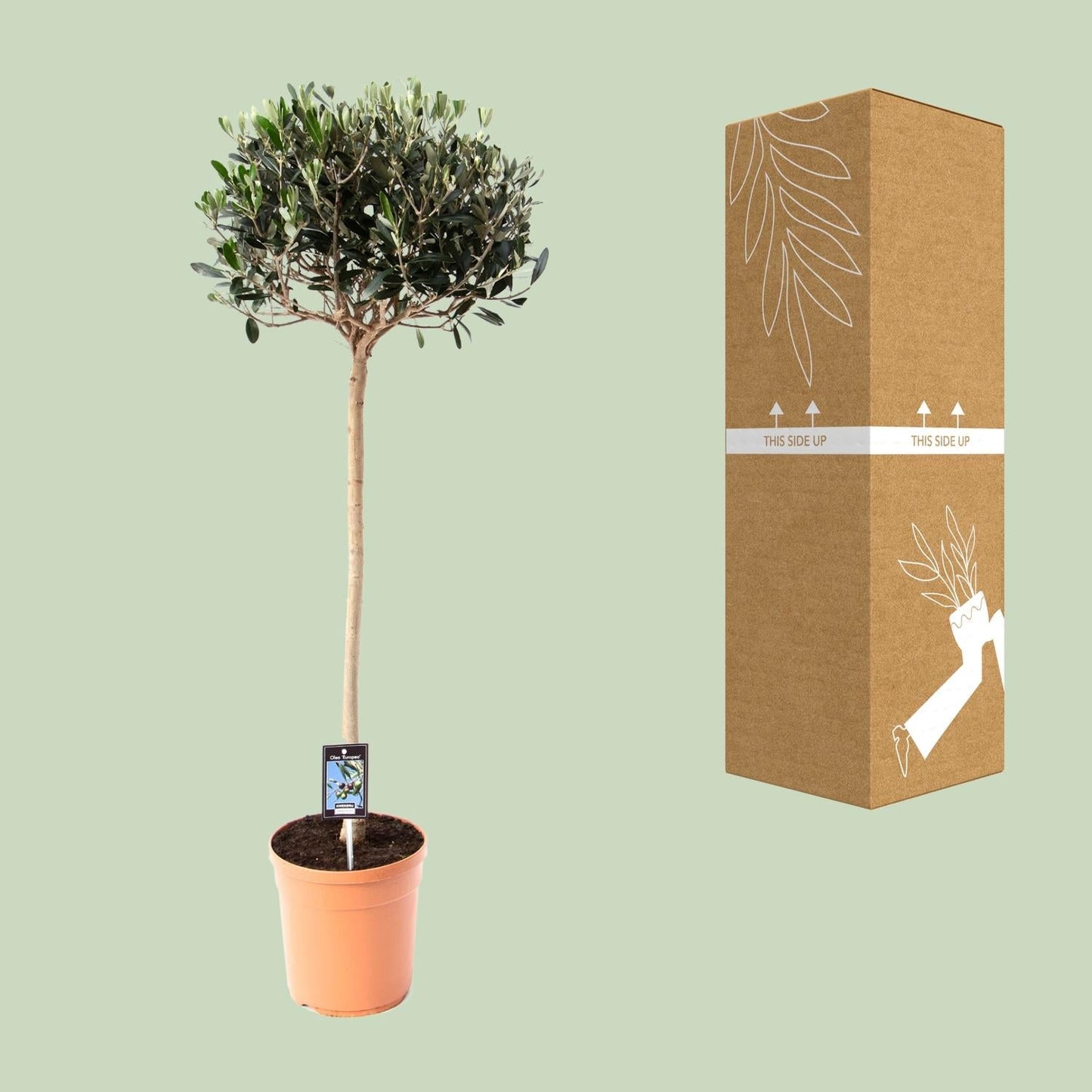 Olijf Olea - Ø19cm - ↕80cm 