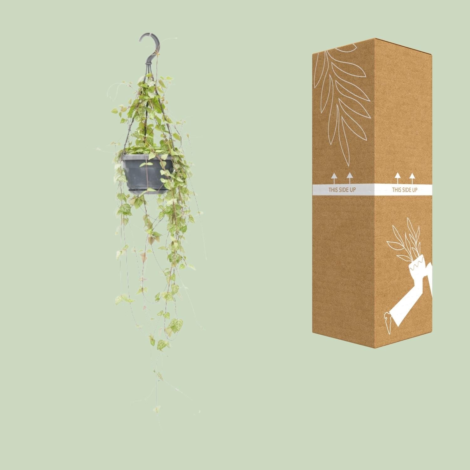 Leuchterblume – Ceropegia linearis 'Iris' – Zimmerpflanze – Ø14cm – ↕38cm – Hängende Sukkulente mit herzförmigen Blättern – Pflegeleicht & dekorativ 