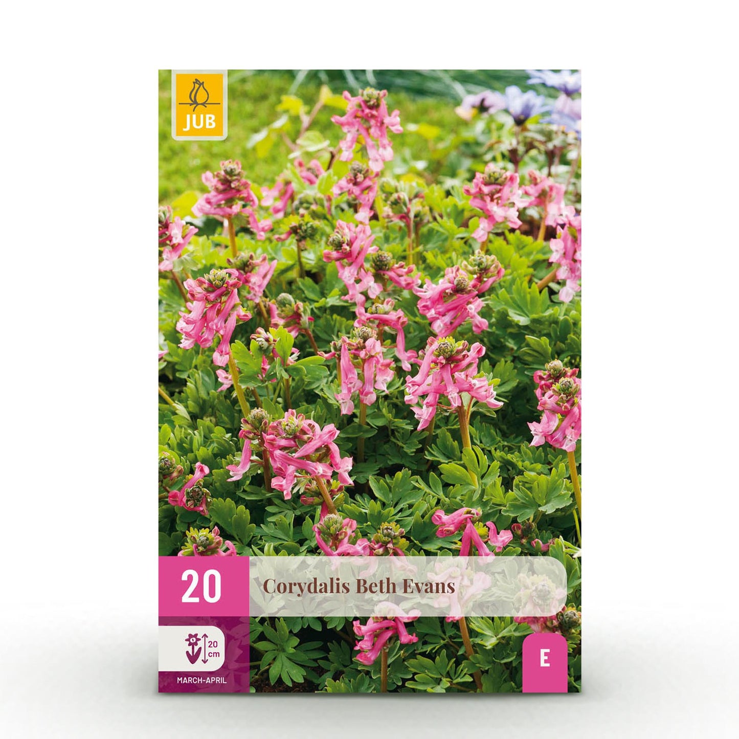 GreenboutiQ - Blumenzwiebeln - Corydalis Beth Evans - Farbe Weiß und Lila - 20 Stück - Zwiebelgröße 6/7 - XXL Pack 