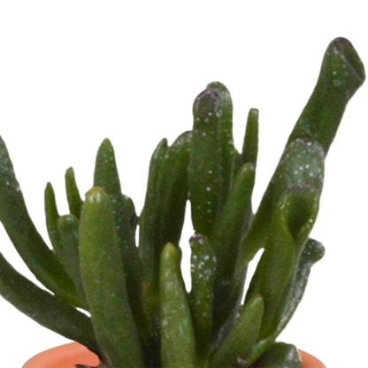 Kakteen & Sukkulenten Mischung – 15 Pflanzen 5,5 cm – Vielfältige Auswahl aus Cereus, Echeveria, Haworthia & Crassula – Hochwertige Qualität – Handbemalter mexikanischer Topf inklusive