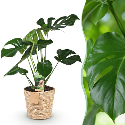 Green boutiQ - Zimmerpflanzen - Monstera Deliciosa - Fensterblatt - Pflegeleicht - mit Korb - Grün - 1 Pflanze - Topf 21cm - Höhe 70-80cm 
