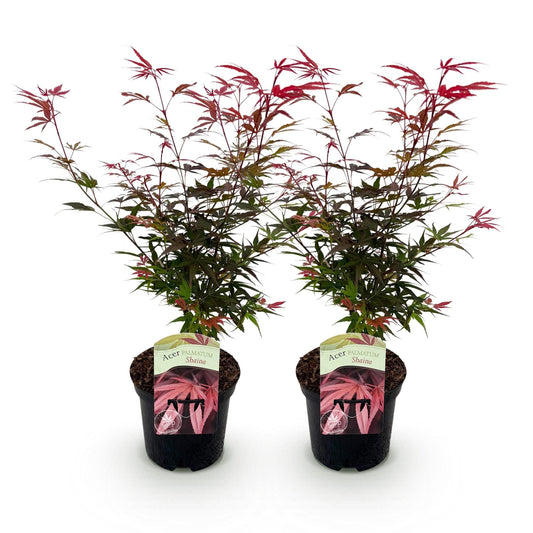 Japanischer Ahorn – Acer palmatum 'Shaina' – 2 Pflanzen – ca. 70 cm hoch – Topf Ø19 cm – tiefrote Blätter – Balkon- & Gartenpflanze 