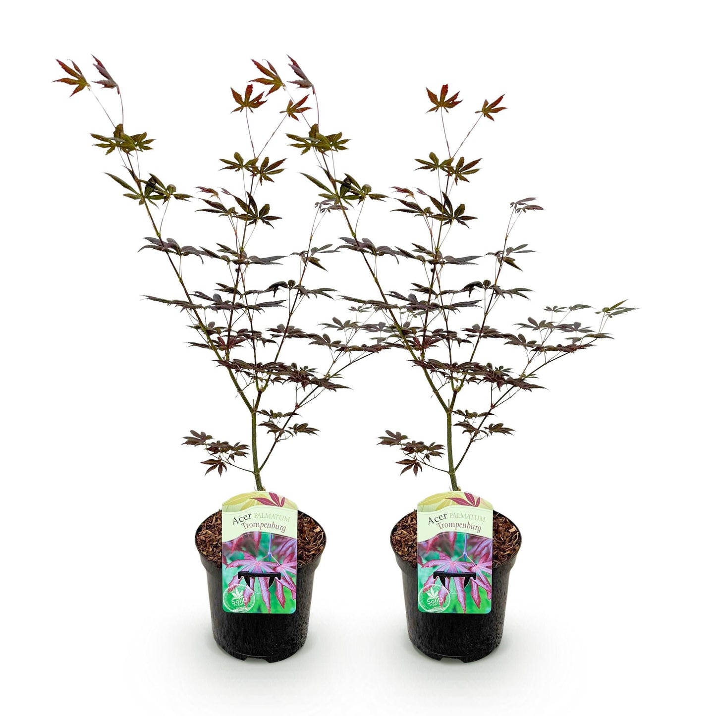 Japanischer Ahorn – Acer palmatum 'Trompenburg' – 2 Pflanzen – ca. 70 cm hoch –  Ø19 cm – dunkelviolette Blätter – Balkon- & Gartenpflanze 