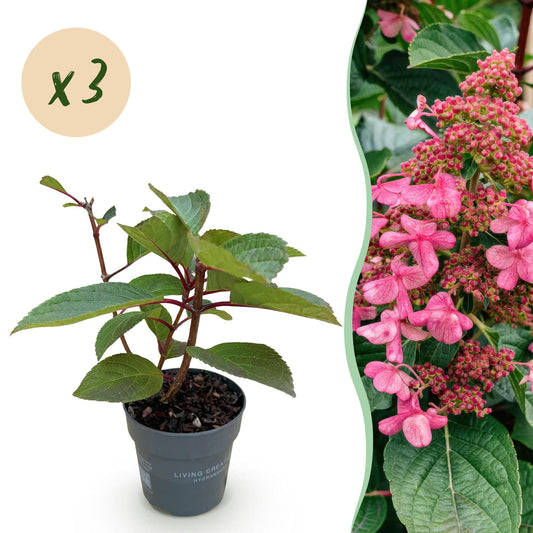 Green boutiQ - Gartenpflanze - Hydrangea panniculata Living Infinity - Rispenhortensie - Winterhart - Weiß - 3 Pflanzen - Topf 12cm - Höhe 20-30cm 
