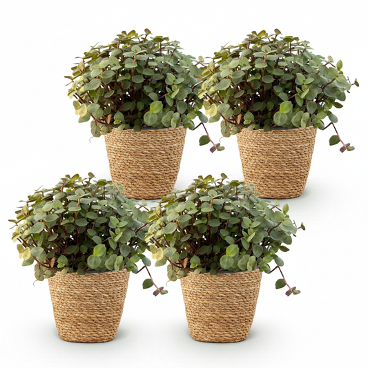 Green boutiQ - Zimmerpflanze - Calissia repens - Katzengras - Haustierfreundlich - Grün - 4 Pflanzen - mit Korb - Topf 12cm - Höhe 17-20cm 